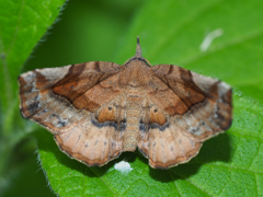 ムラサキツマキリアツバ