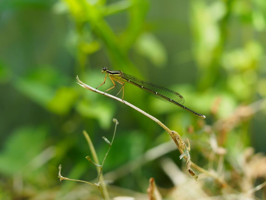 モノサシトンボ ♀未成熟