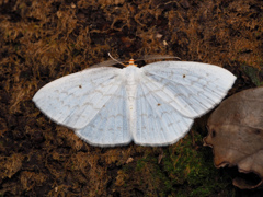 ナミスジシロエダシャク ♂