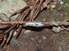 カギツマスジキバガ