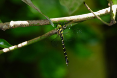 ミルンヤンマ ♀