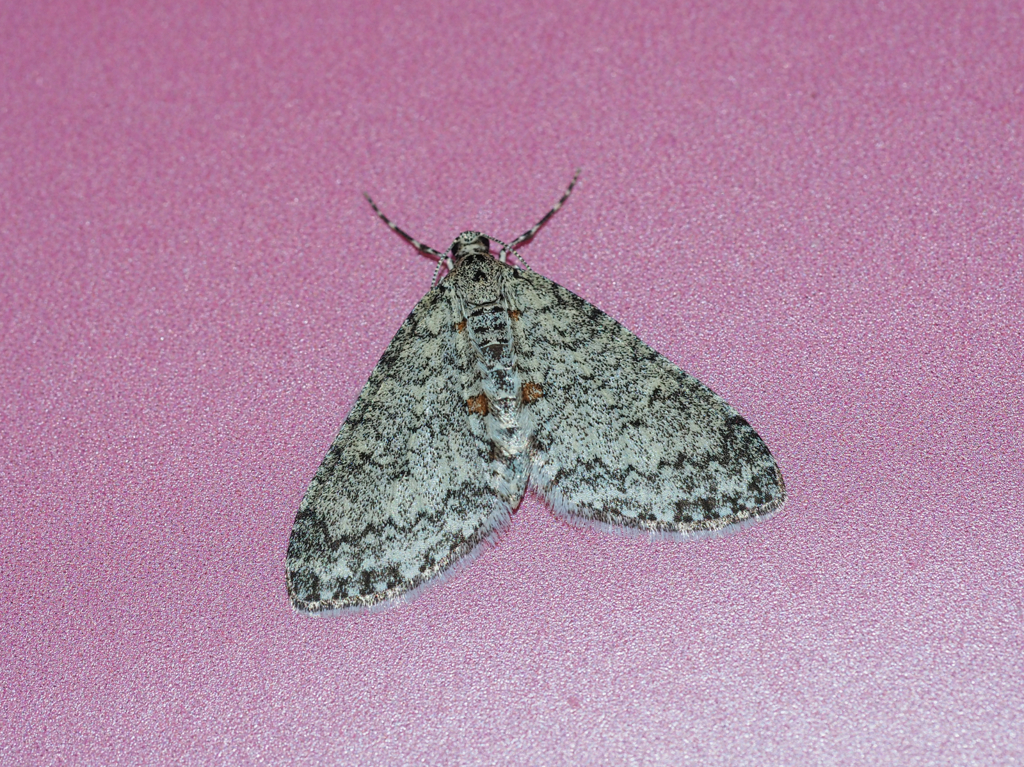 シタコバネナミシャク