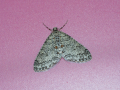 シタコバネナミシャク