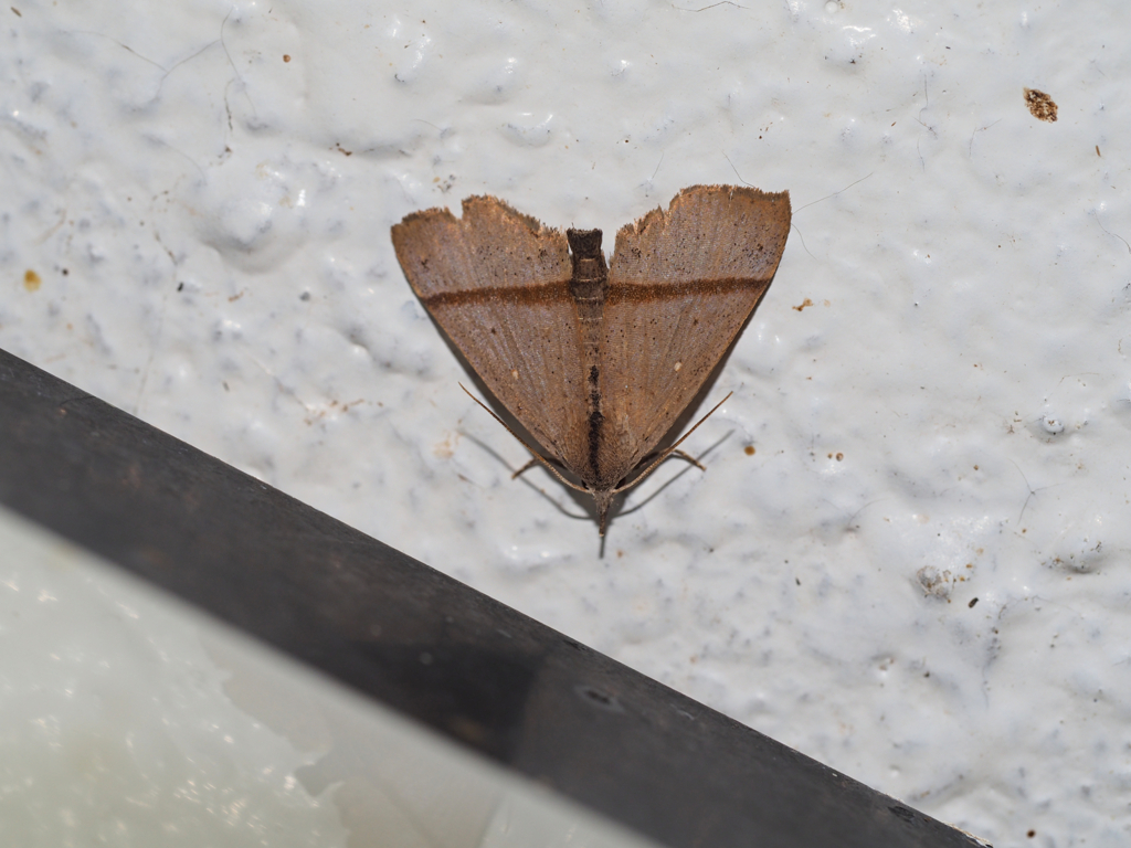 ナンキシマアツバ