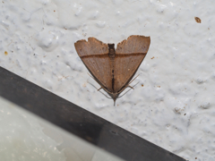 ナンキシマアツバ