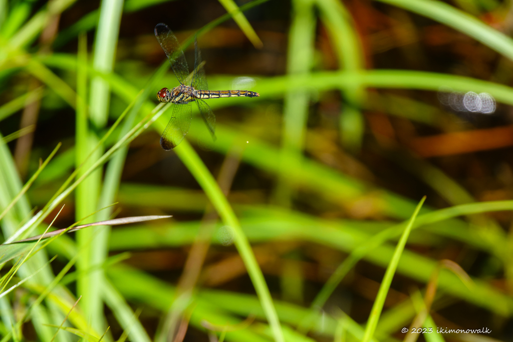 リスアカネ ♀単独産卵