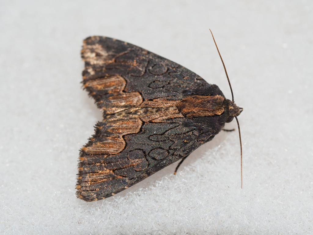 クロモクメヨトウ