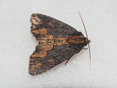 クロモクメヨトウ