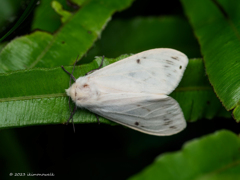 カクモンヒトリ ♀