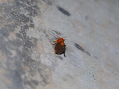 クロフテングイラガ