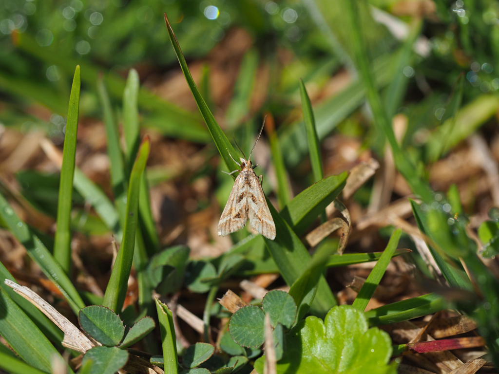 キアヤヒメノメイガ