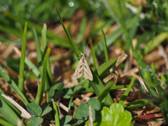 キアヤヒメノメイガ