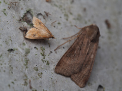 クロモンキノメイガ