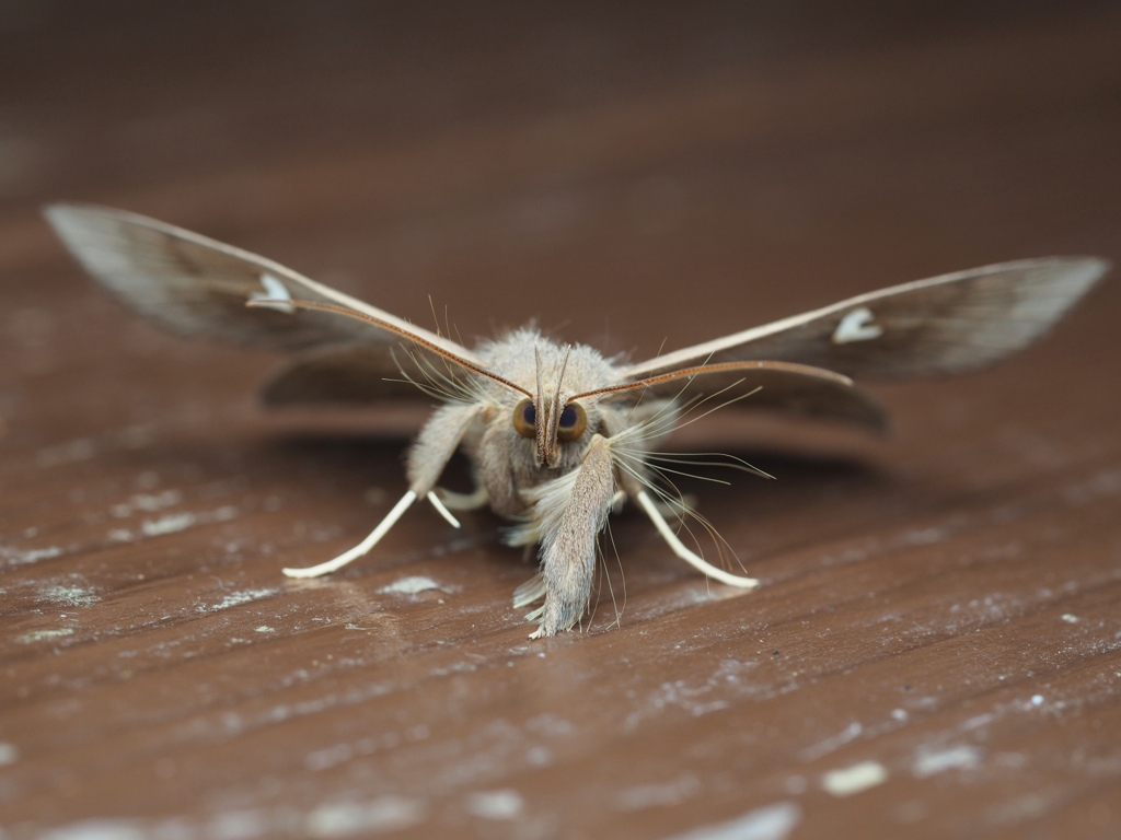 オオシラホシアツバ