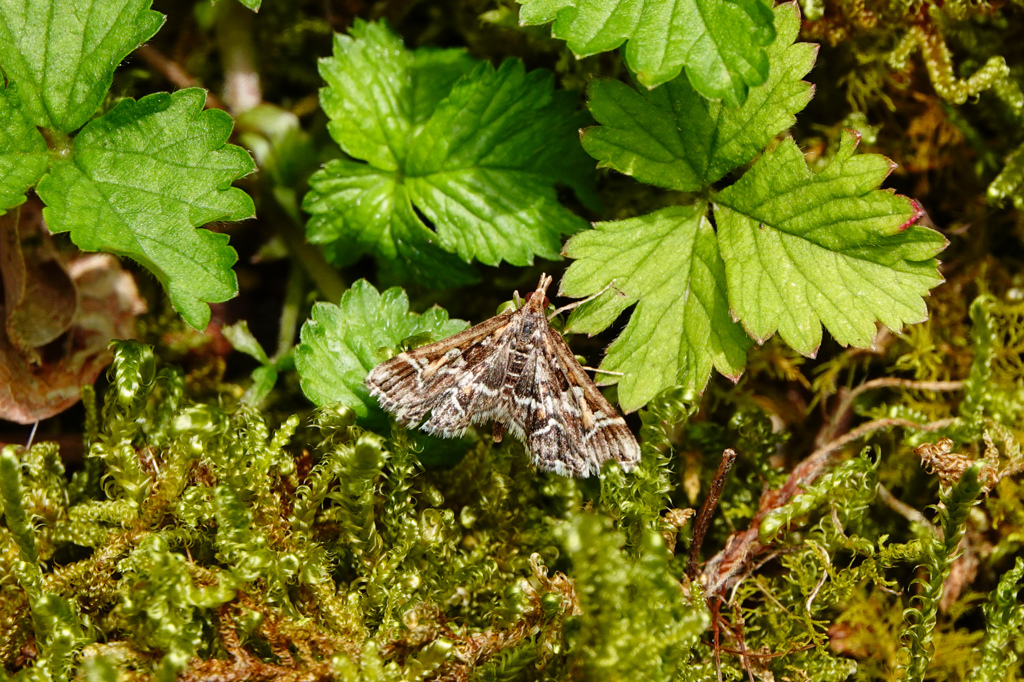 シロアヤヒメノメイガ
