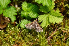 シロアヤヒメノメイガ