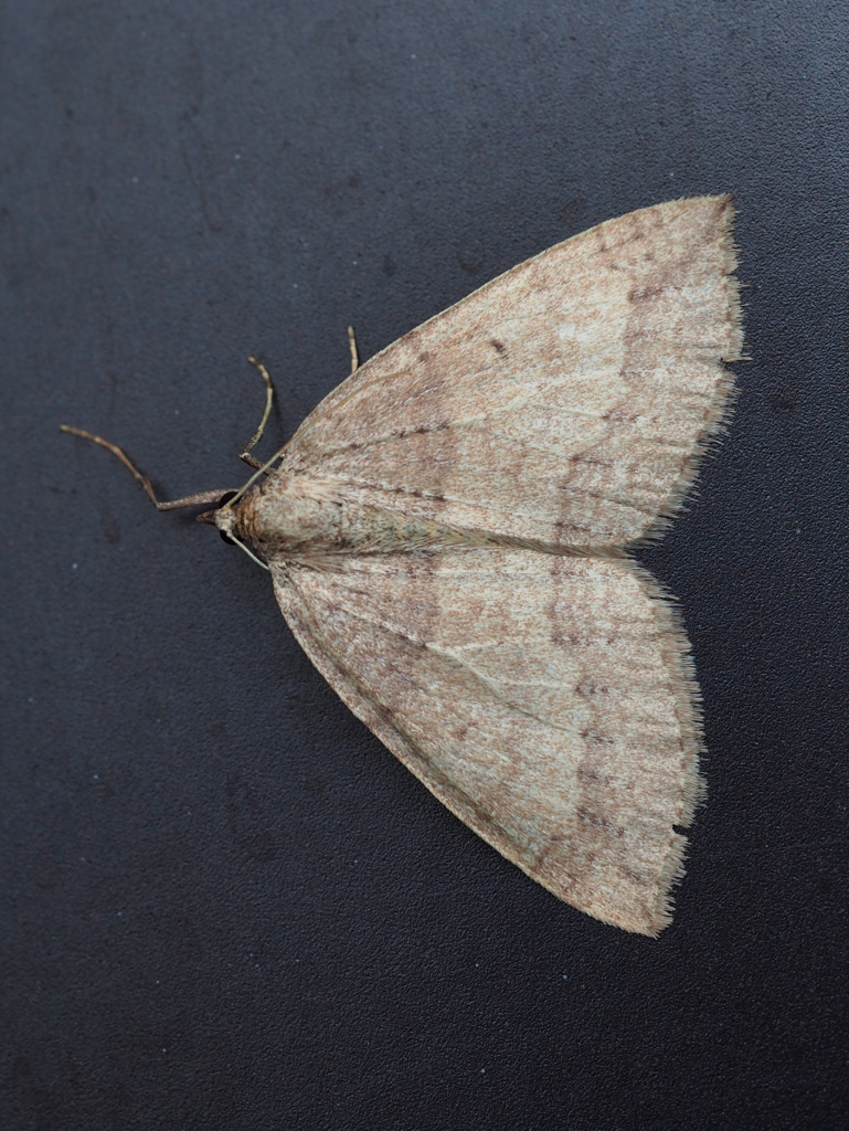 ギフウスキナミシャク