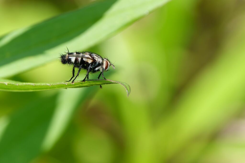 クロオビハナバエ ♀