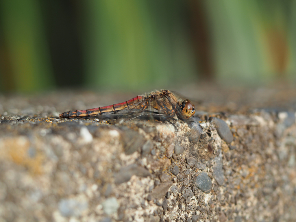 アキアカネ ♀