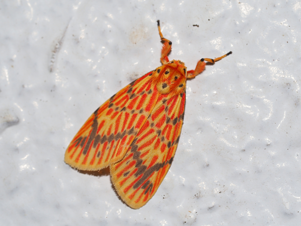 スジベニコケガ