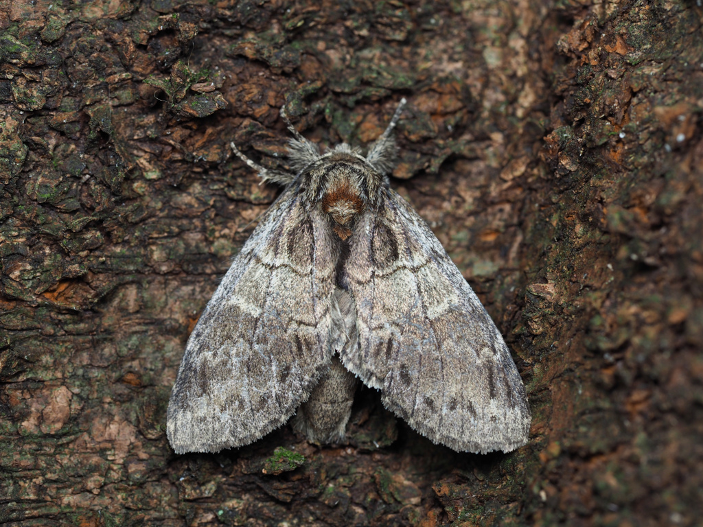 ルリモンシャチホコ