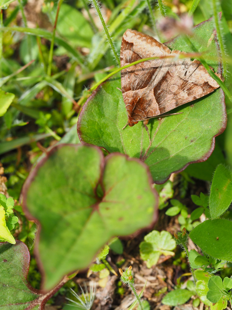 ウンモンクチバ?