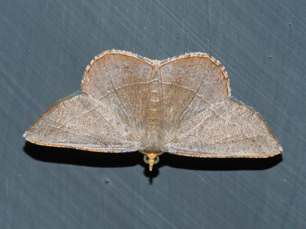 マエキオエダシャク