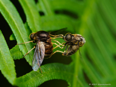 セダカコガシラアブ 交尾直後