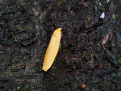 ツマキホソバ ♀