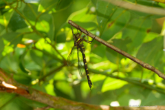 コシボソヤンマ ♀