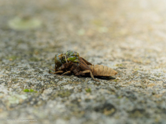 ヒメサナエ ♀羽化