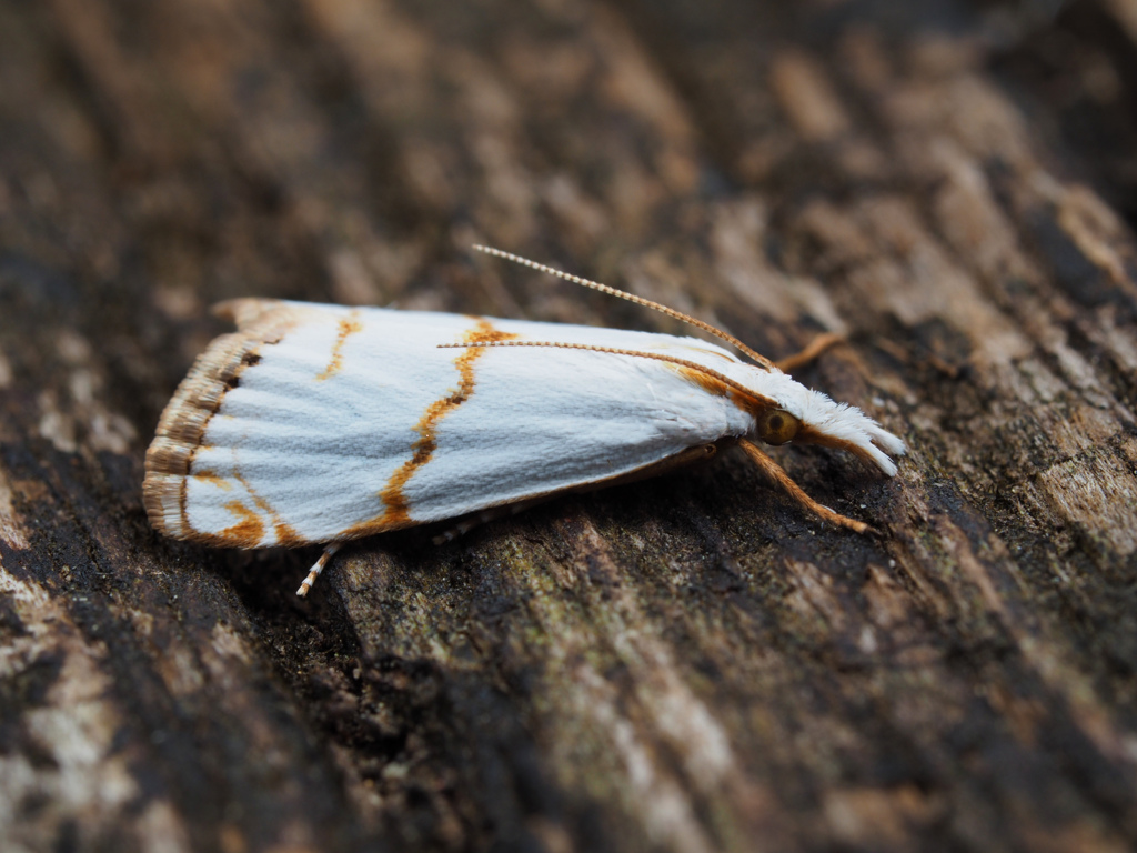 ホソスジツトガ