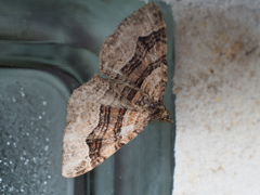 フタトビスジナミシャク