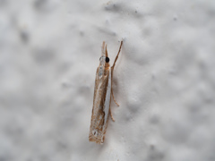 シロスジツトガ