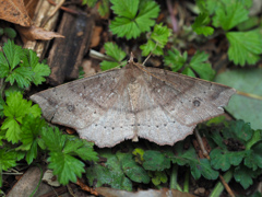 モンシロツマキリエダシャク