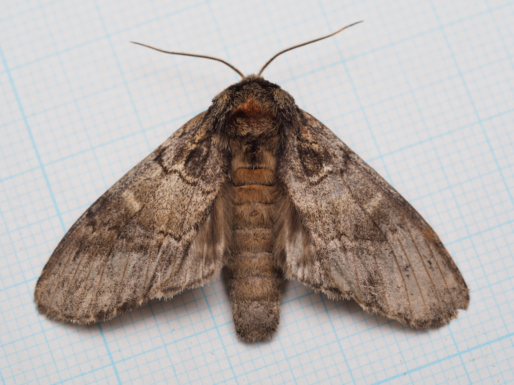 ルリモンシャチホコ