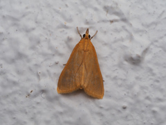 キムジノメイガ