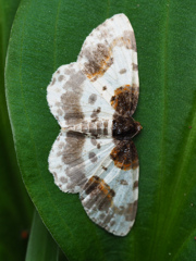 シロスジヒメエダシャク