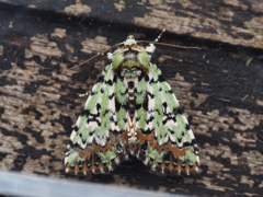 キクビゴマケンモン