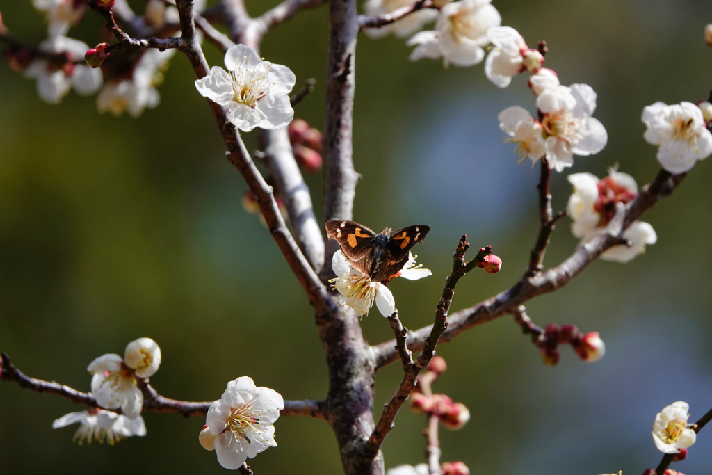 梅の花とテングチョウ