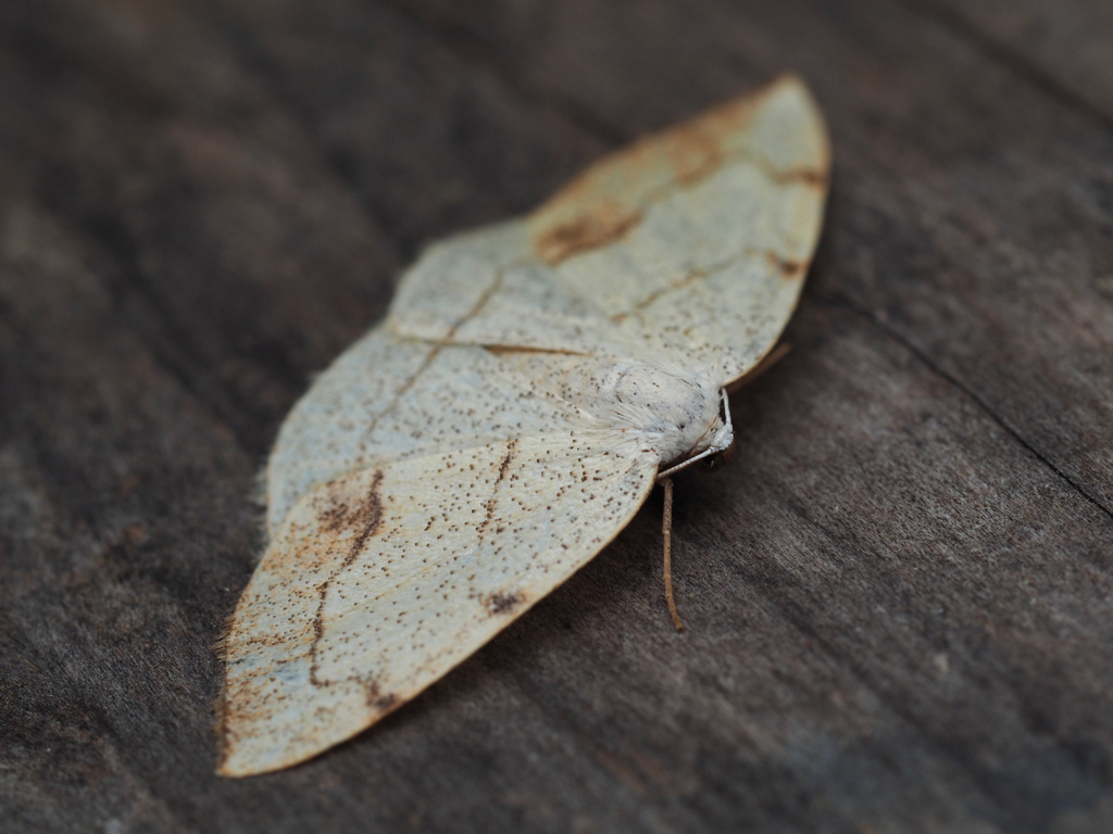 クロズウスキエダシャク
