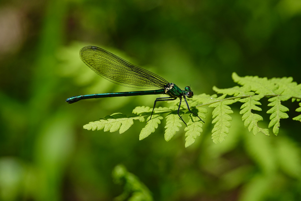 アサヒナカワトンボ♀