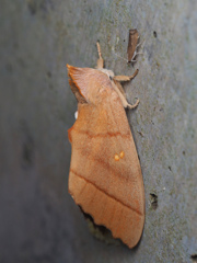 セダカシャチコ ♀
