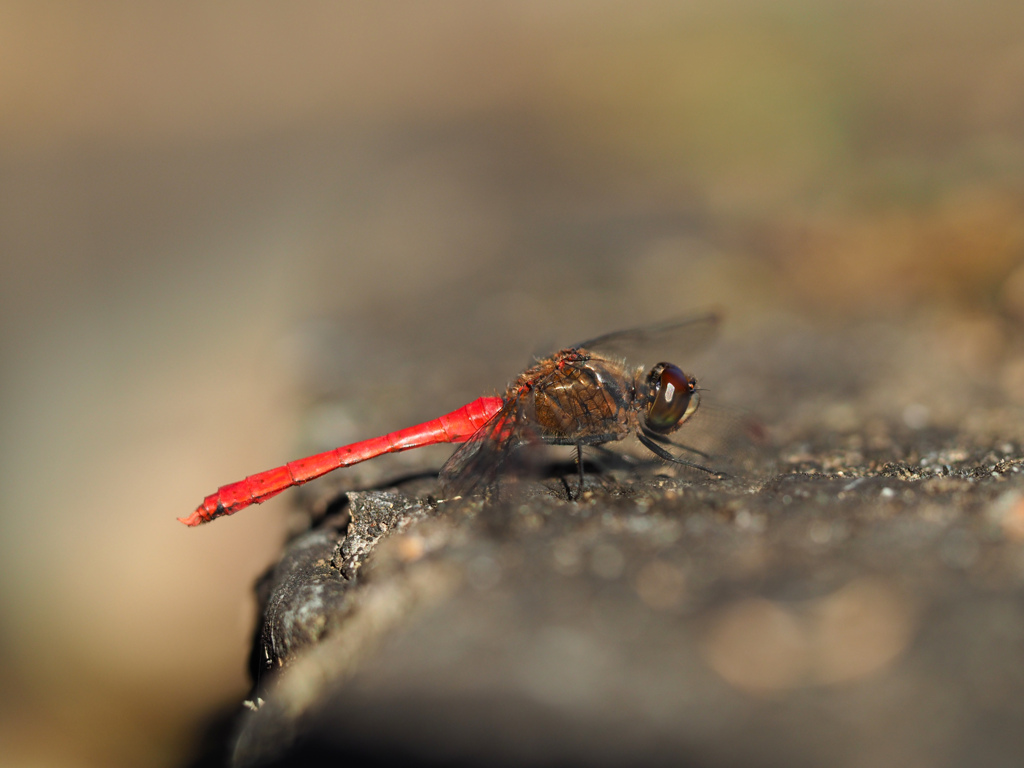 マユタテアカネ ♂