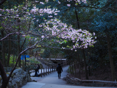 柿田川公園の早咲き桜
