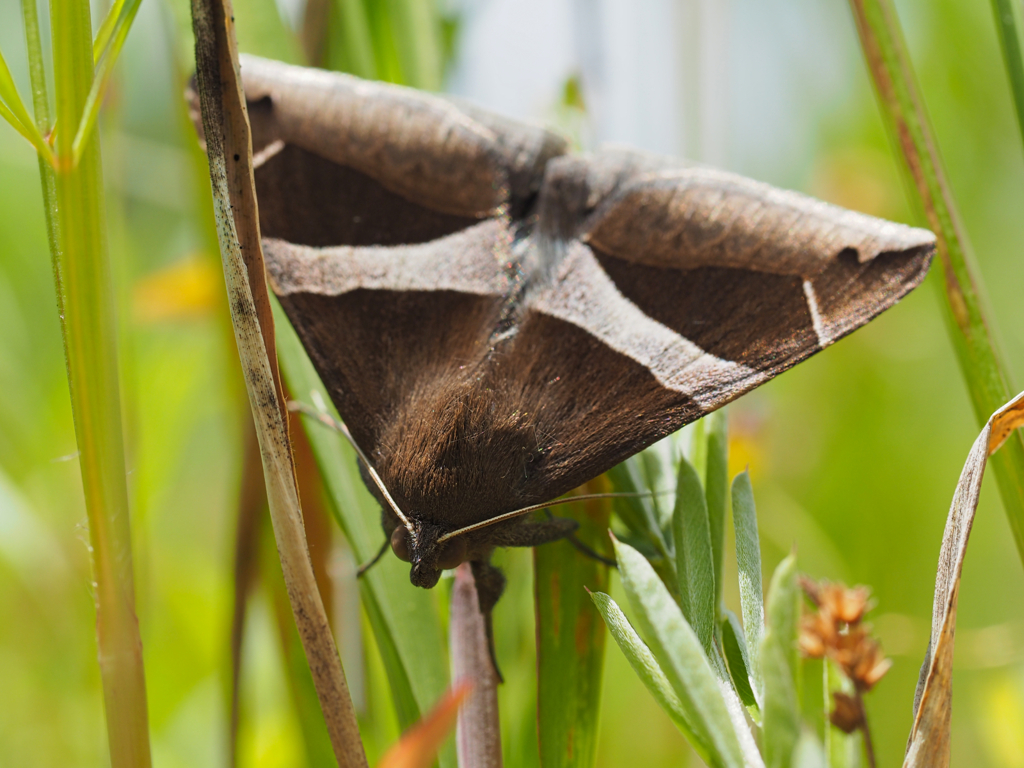 ホソオビアシブトクチバ