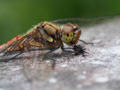 アキアカネ ♀摂食