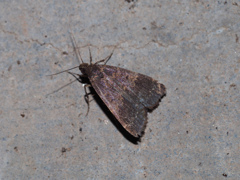 Hydrillodes sp.