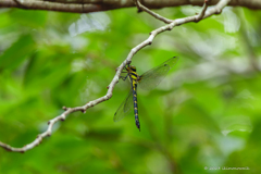 ミルンヤンマ ♀