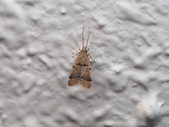 オビカクバネヒゲナガキバガ